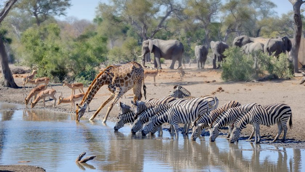Waterhole