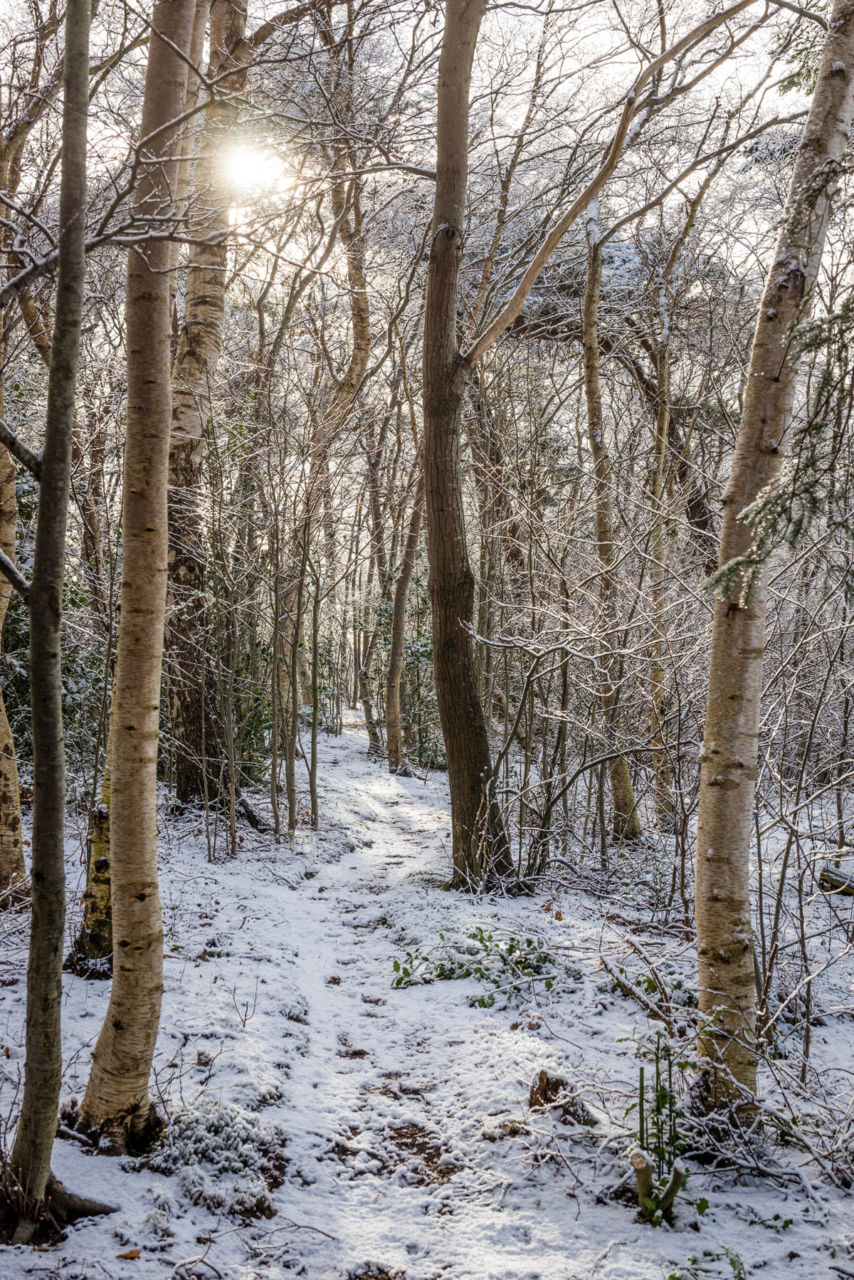 Harense Bos