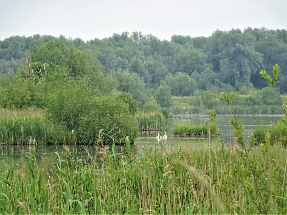 Bos op Houwingaham. Foto Sanne Meijer